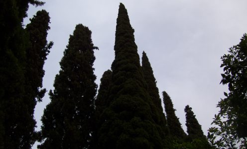 درخت سرو در شیراز