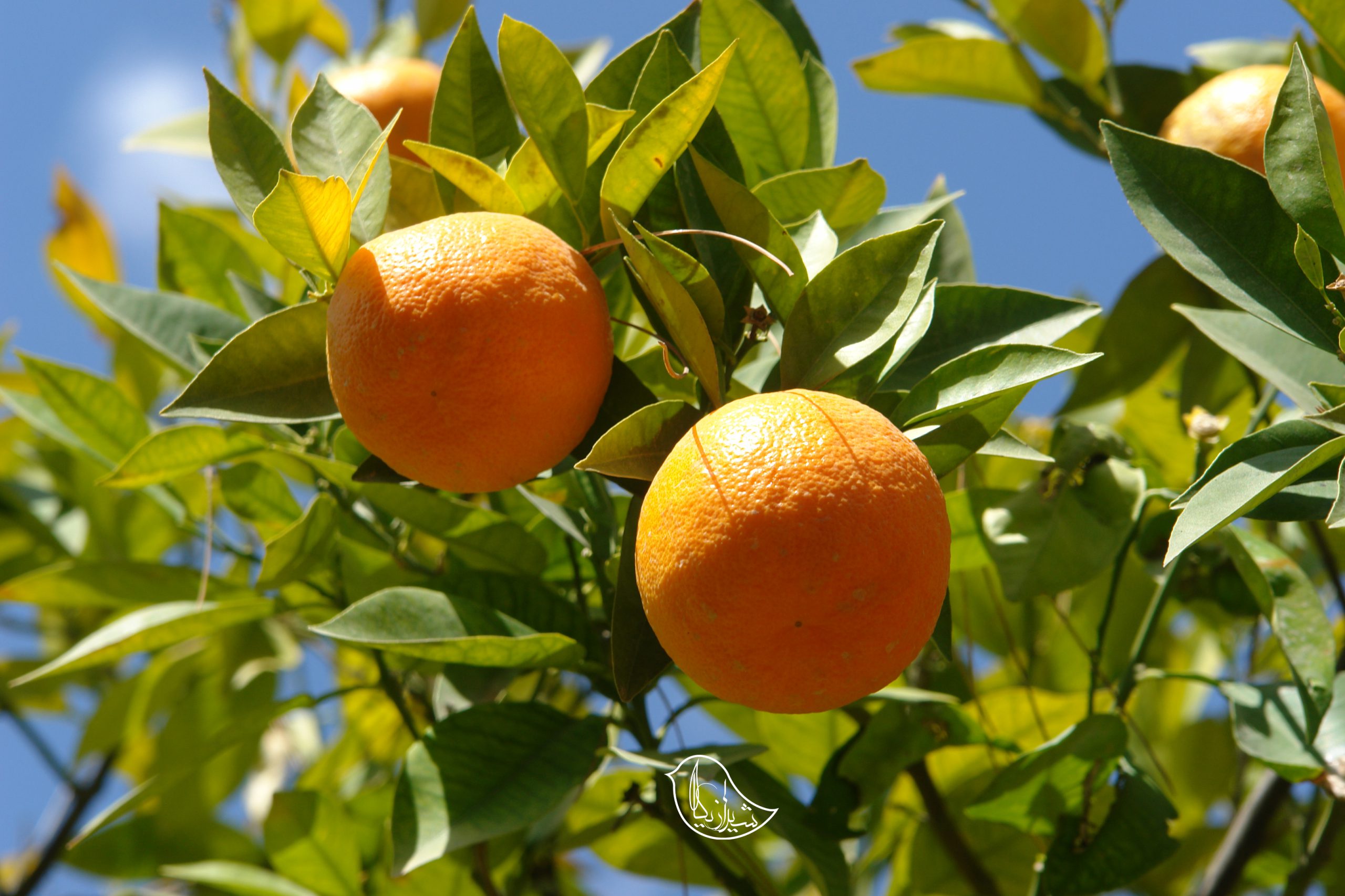 درخت نارنج :  